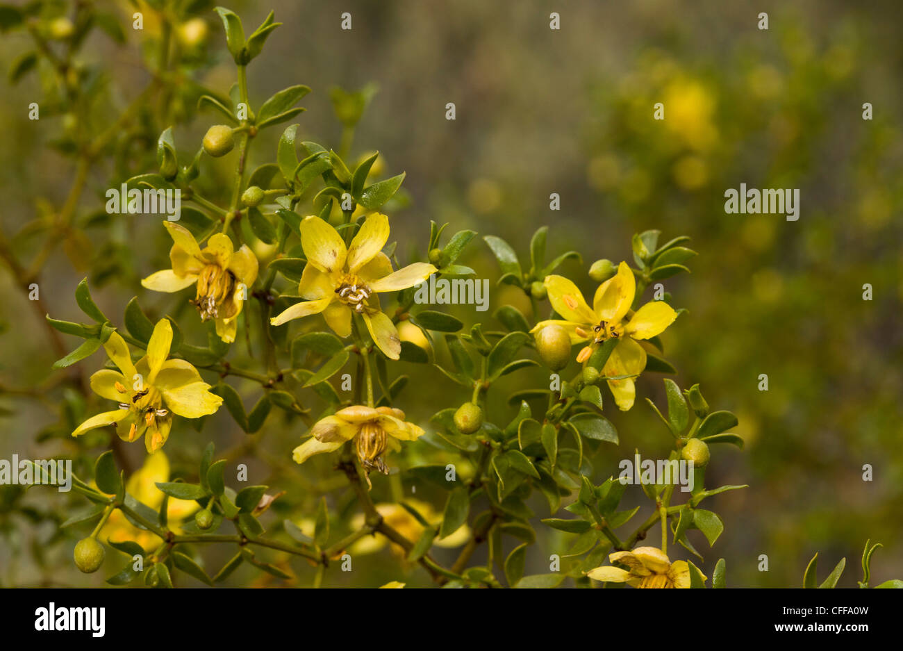 Il creosoto bush, Larrea purshia, noto anche come chaparral. In Arizona, Stati Uniti d'America Foto Stock