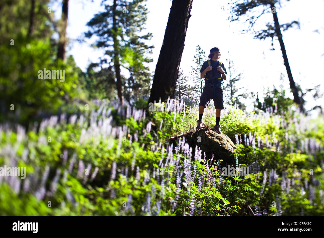 Un giovane uomo di escursionismo si ferma su una roccia in un campo di fiori selvatici in Idaho. Foto Stock