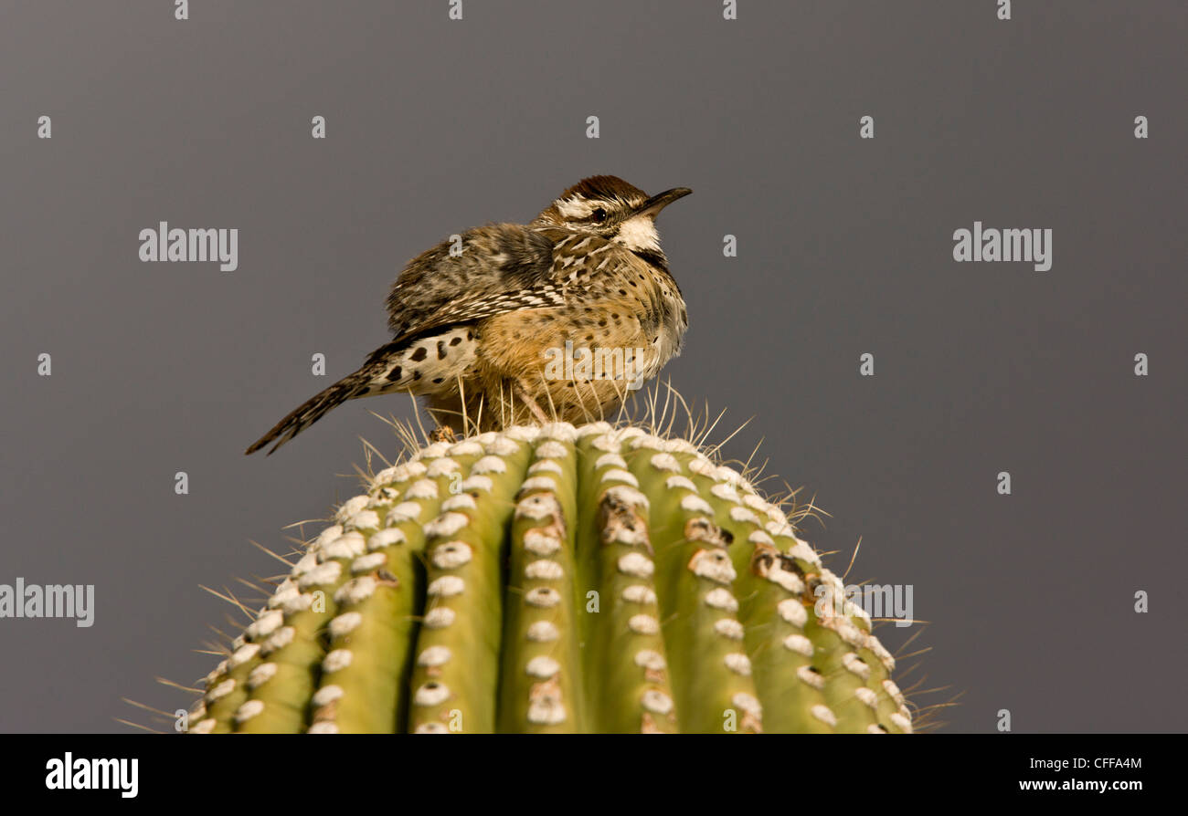 Cactus Wren, Campylorhynchus brunneicapillus su cactus giganti (Saguaro). Deserto Sonoran, Arizona, Stati Uniti d'America Foto Stock
