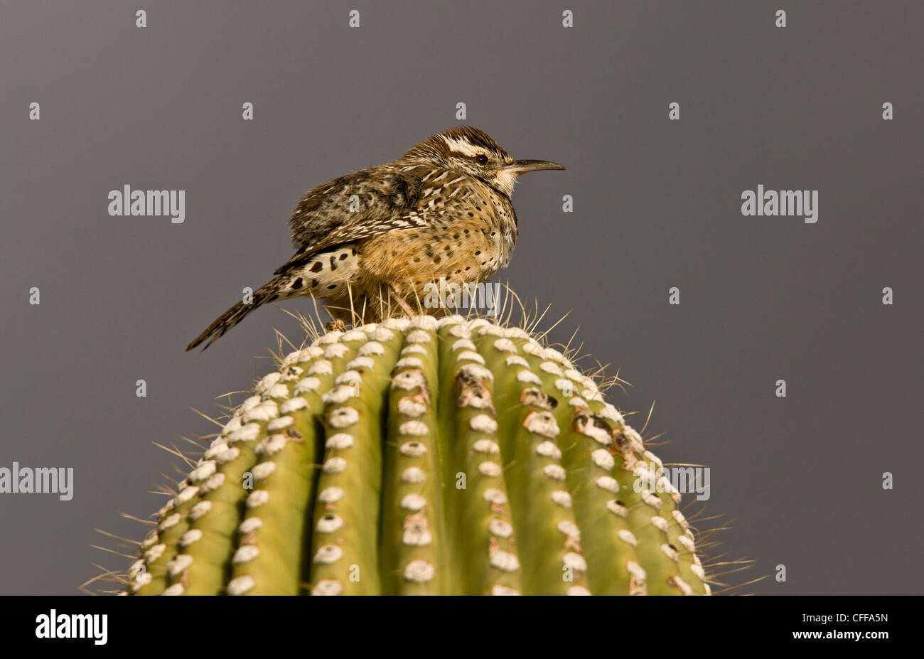 Cactus Wren, Campylorhynchus brunneicapillus su cactus giganti (Saguaro). Deserto Sonoran, Arizona, Stati Uniti d'America Foto Stock