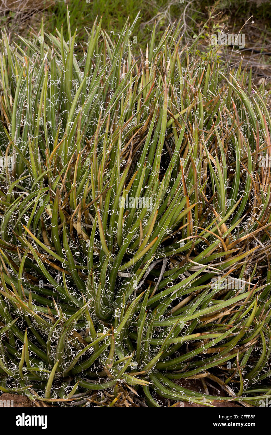 Una nana secolo impianto, Agave toumeyana ssp. bella. In Arizona, Stati Uniti d'America Foto Stock