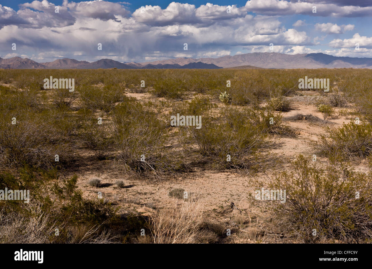 Il creosoto bush, Larrea purshia, noto anche come chaparral, cresce tipicamente in configurazione regolare. A nord-ovest di Arizona, Stati Uniti d'America Foto Stock