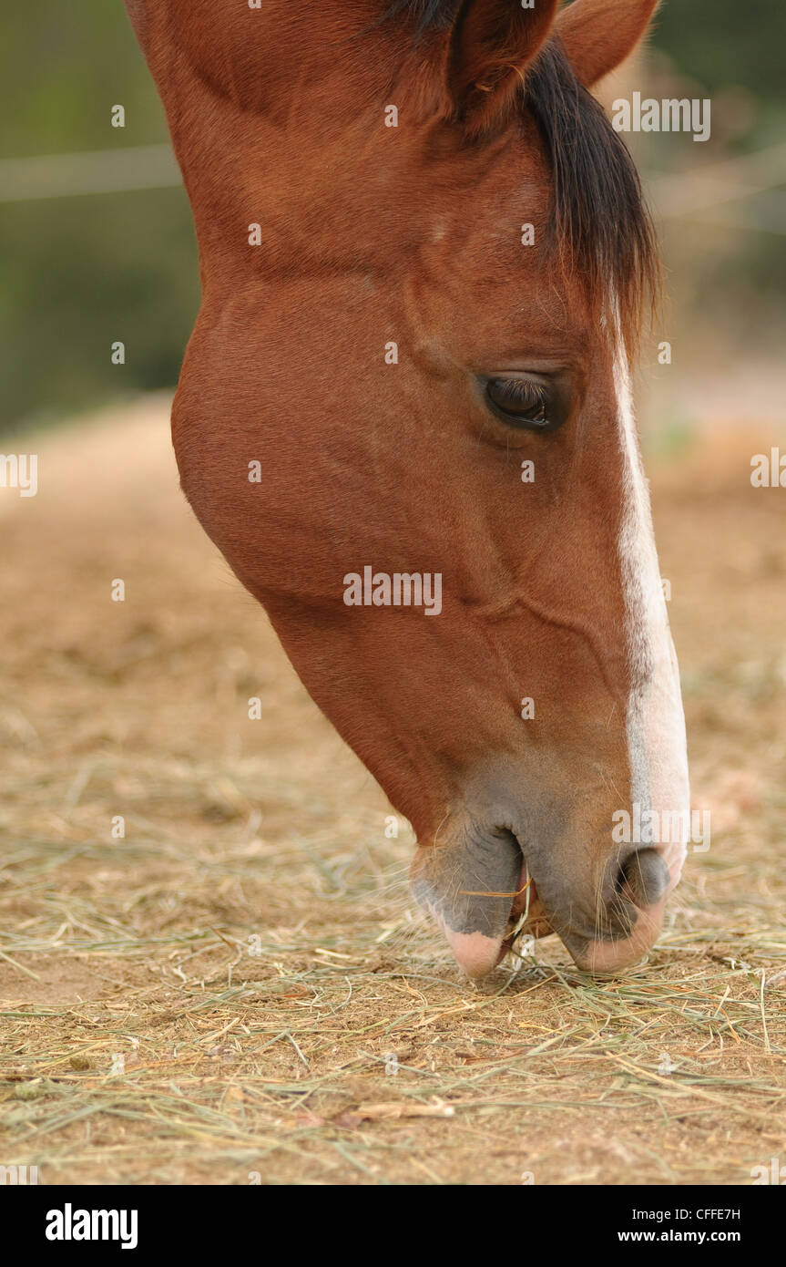 Testa di cavallo closeup. Foto Stock