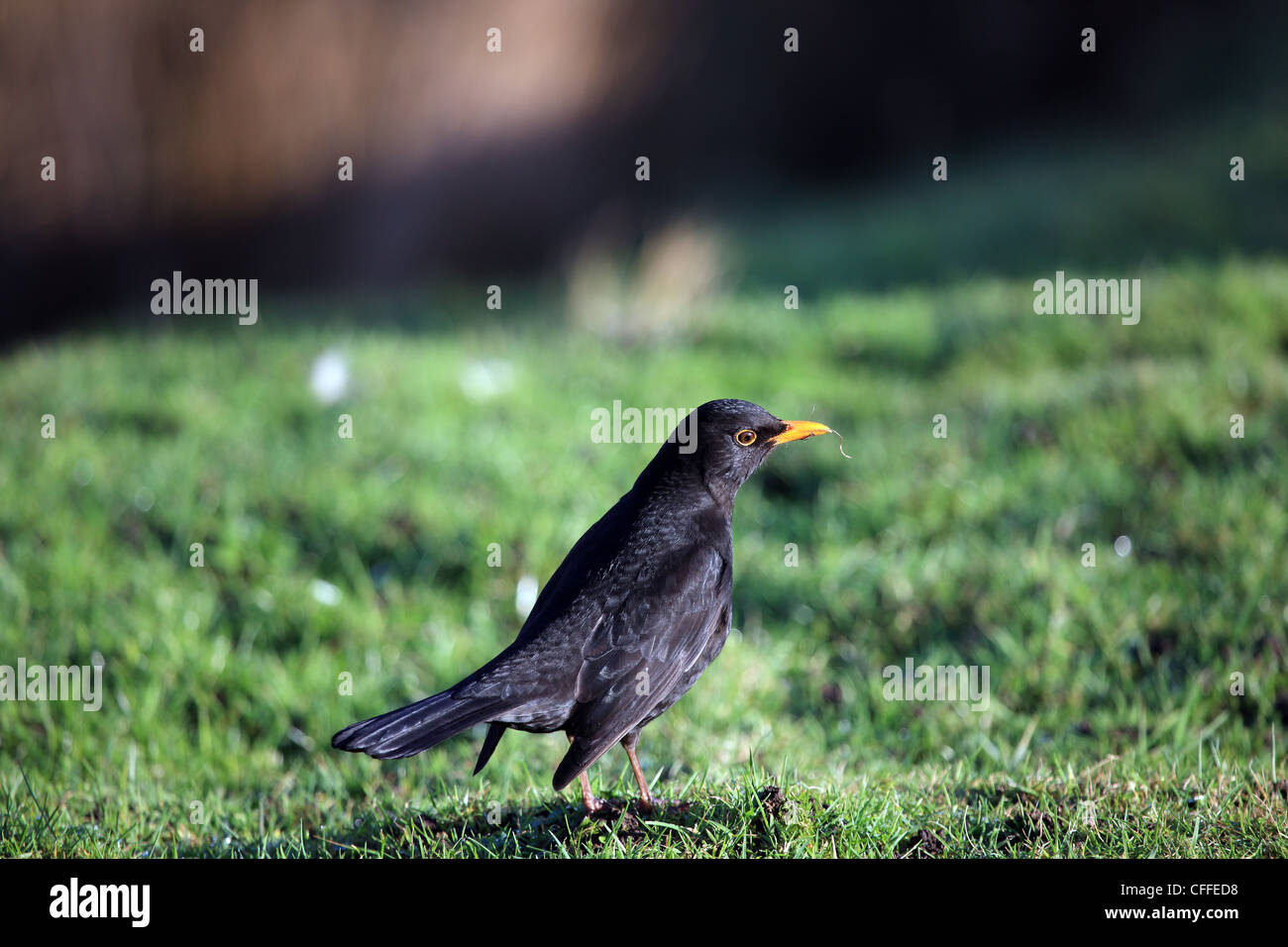 Blackbird sull'erba Foto Stock