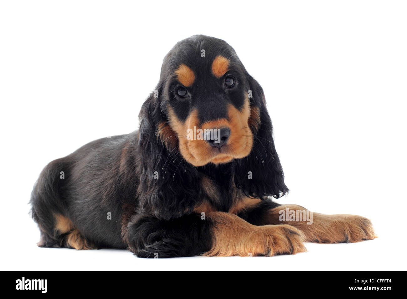 Ritratto di un cucciolo di razza cocker inglese in un studio Foto Stock