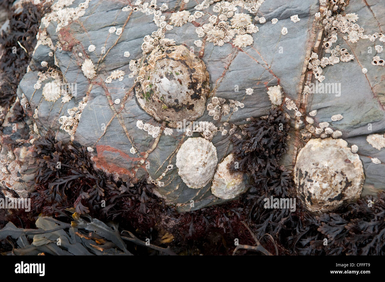 Pietra e Ardesia coperto di cirripedi in spiaggia Foto Stock