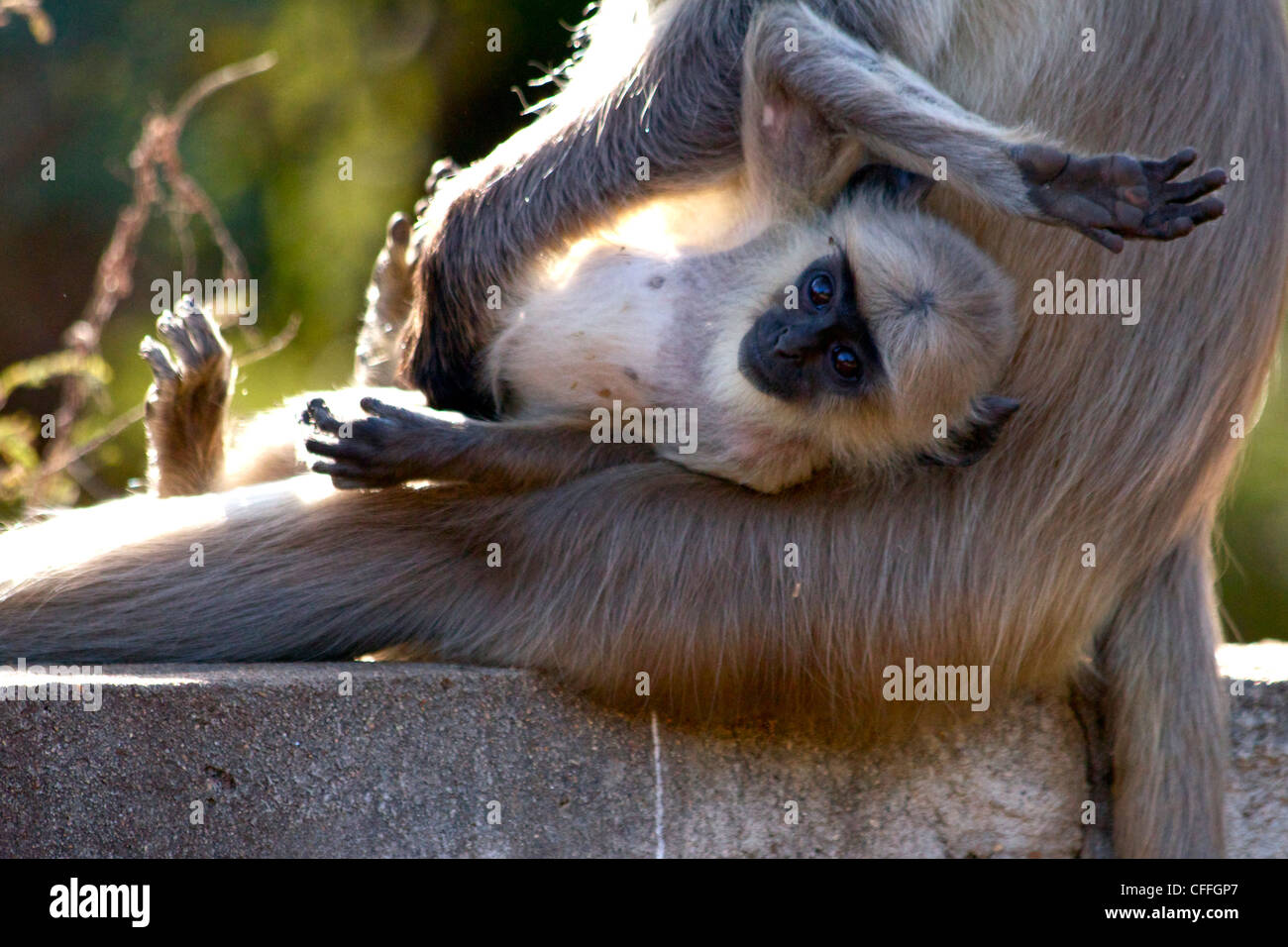 Un bambino Langur monkey in esso's madre armi, Ranthambhore NP, India. Foto Stock