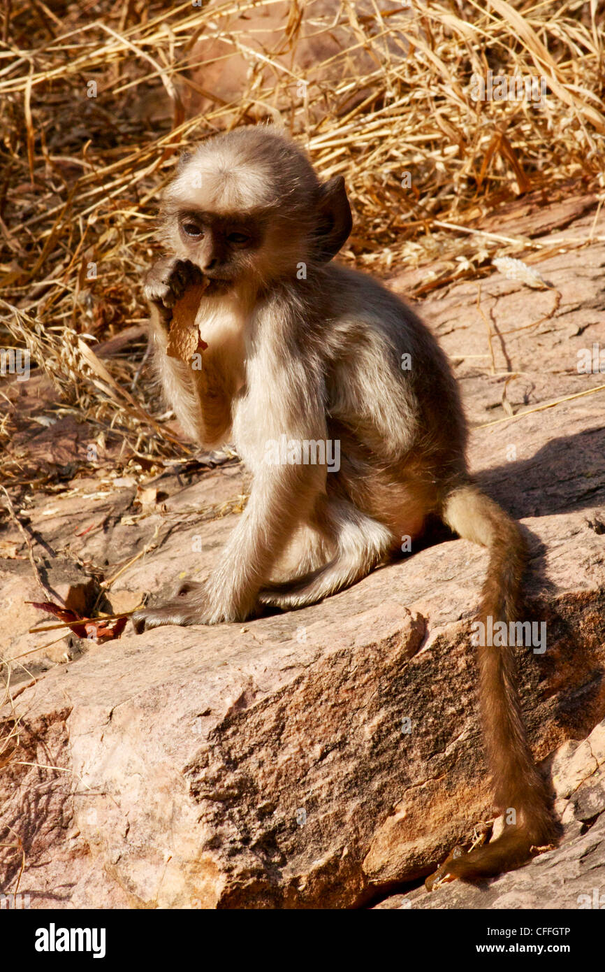 Molto carino baby langur monkey in Ranthambhore NP, India Foto Stock