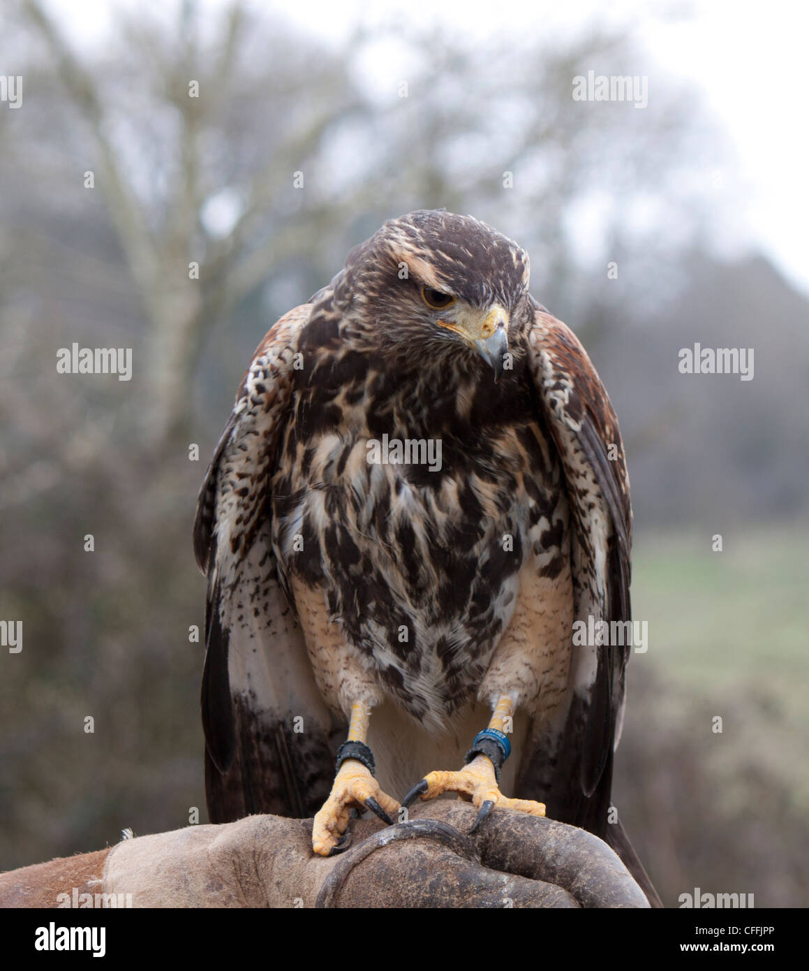 Harris Hawk, Parabuteo unicinctus, Accipitridae. Captive Bird. Foto Stock