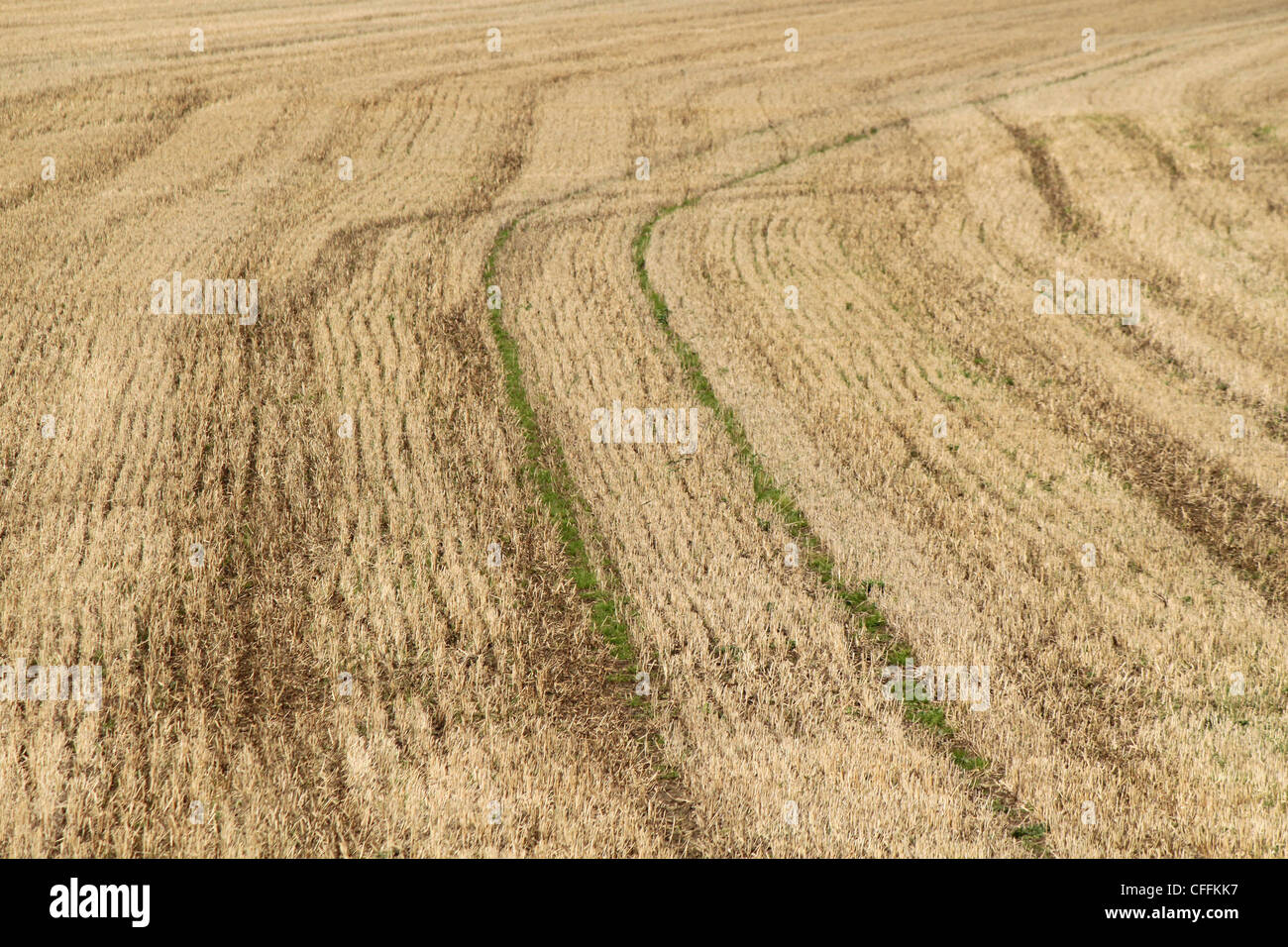 Le linee del trattore in raccolte campo di mais Foto Stock