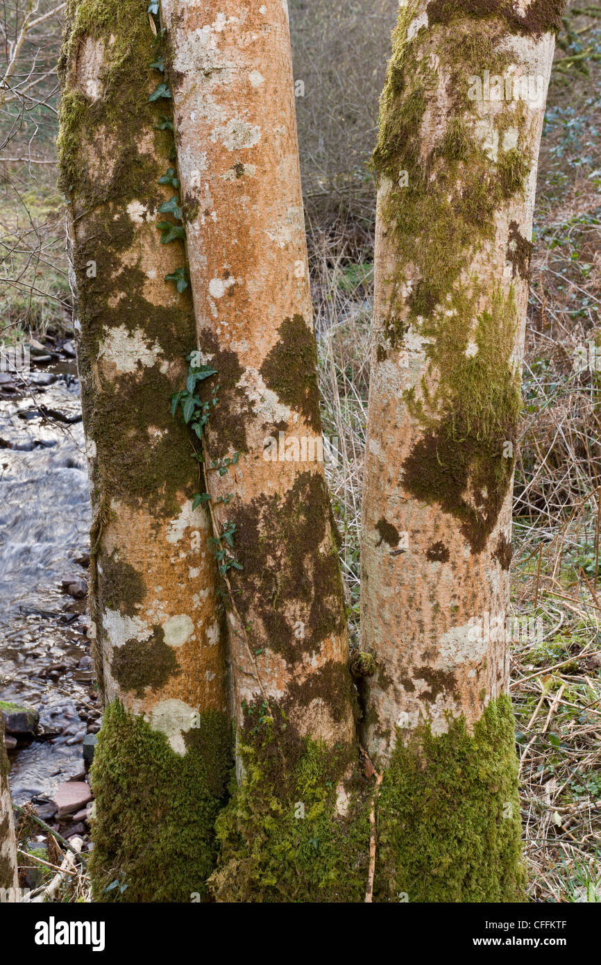 Copertura densa di licheni corticolous su ash pollard, Cloutsham, Exmoor. Foto Stock