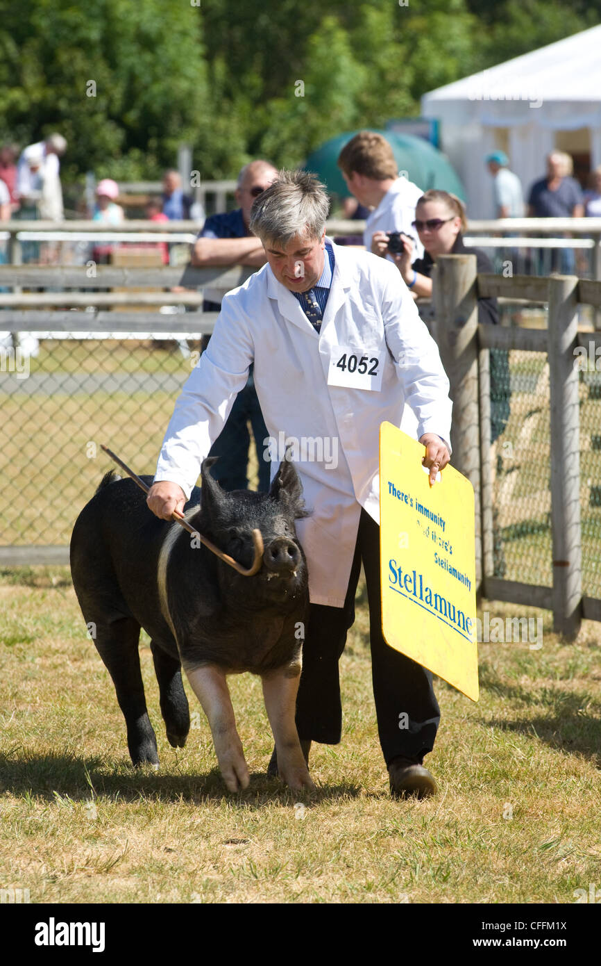 Un stockman che mostra un suino in Suffolk spettacolo agricolo. Foto Stock