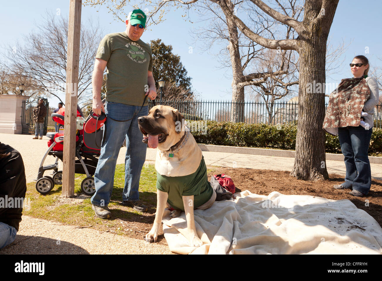 Un Mastiff cane e proprietario Foto Stock