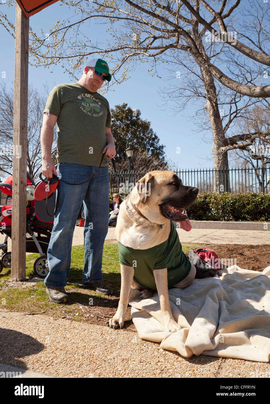 Un Mastiff cane e proprietario Foto Stock