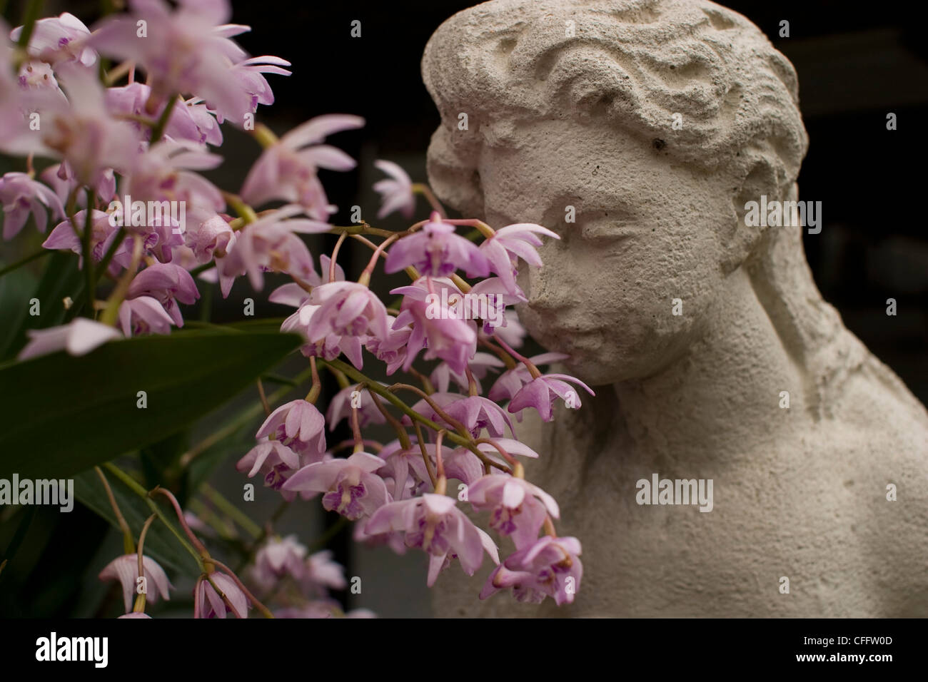 Una statua sembra annusare le orchidee nella serra di Smith College a Northampton, Massachusetts. Foto Stock