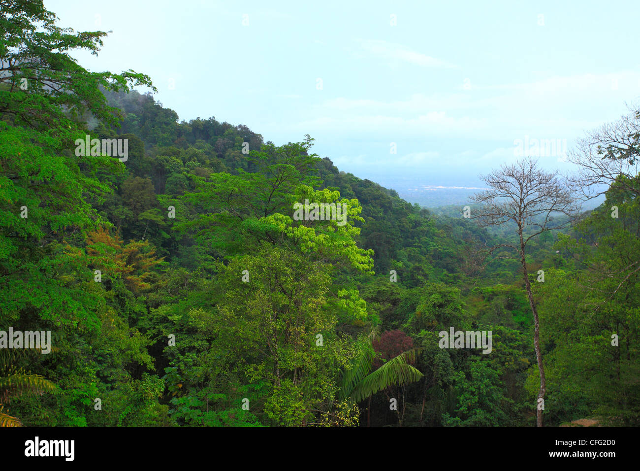 Una fotografia panoramica di un pendio montano a Trinidad. Foto Stock