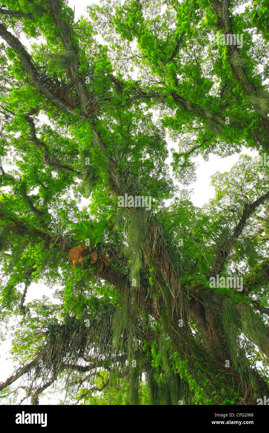 Gli epifiti o impianti di aria sono in crescita in tutto un grande albero. Foto Stock