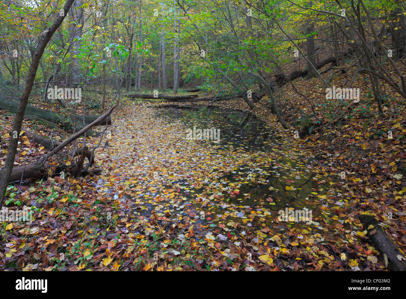 Una fotografia panoramica di un pool primaverile all'inizio dell'autunno. Foto Stock