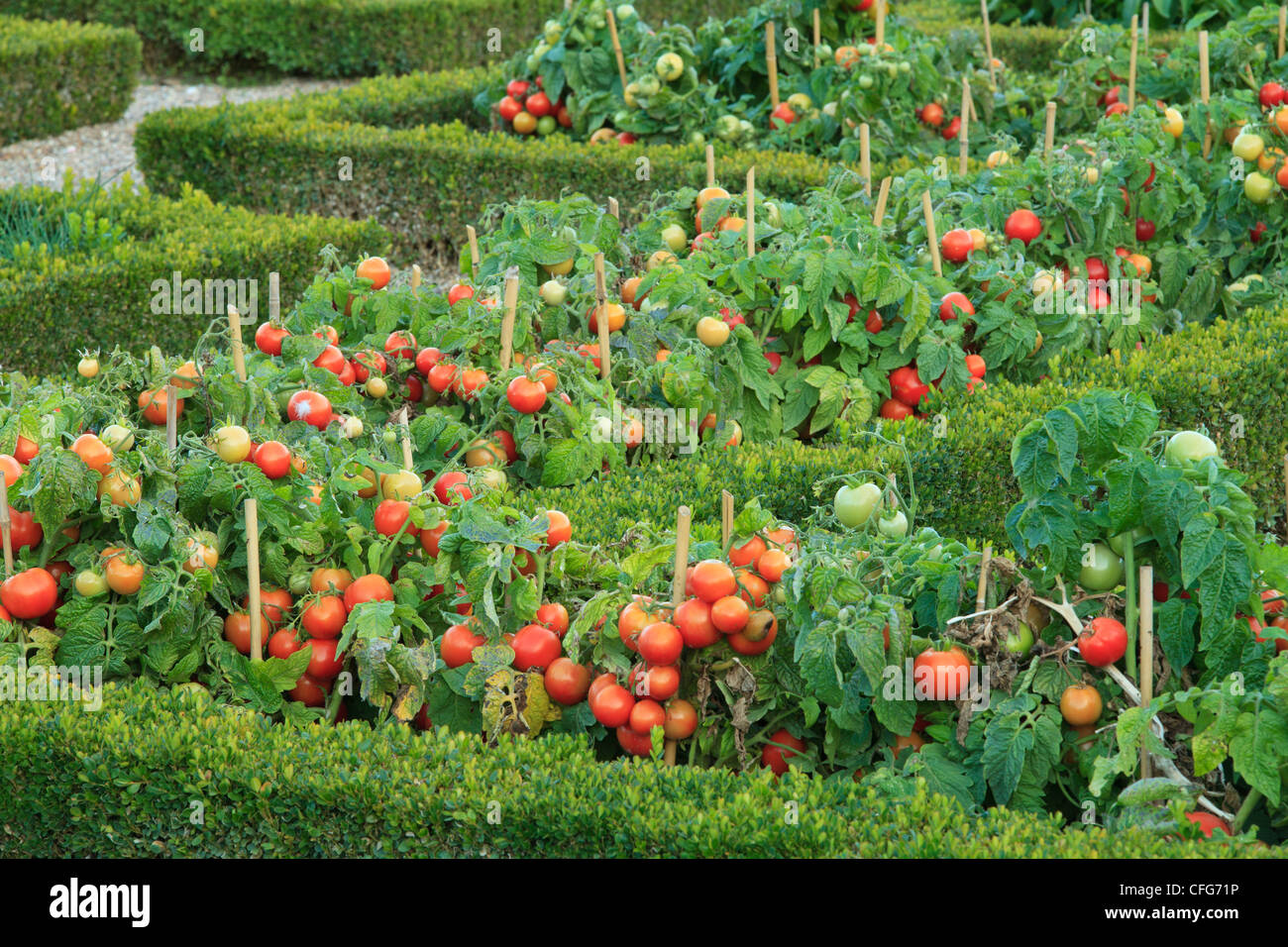 Francia, Villandry, orto trattati come un 'Jardin à la française ", tra la casella confini, Pomodoro nano "totem". Foto Stock