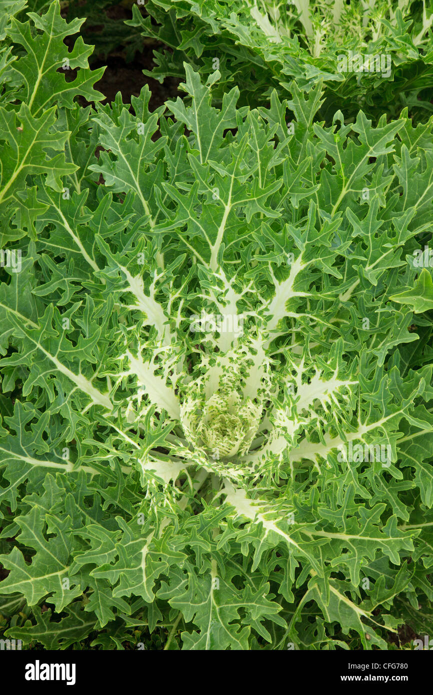 Cavolo ornamentale 'Peacok' (Brassica oleracea 'Peacok). Foto Stock