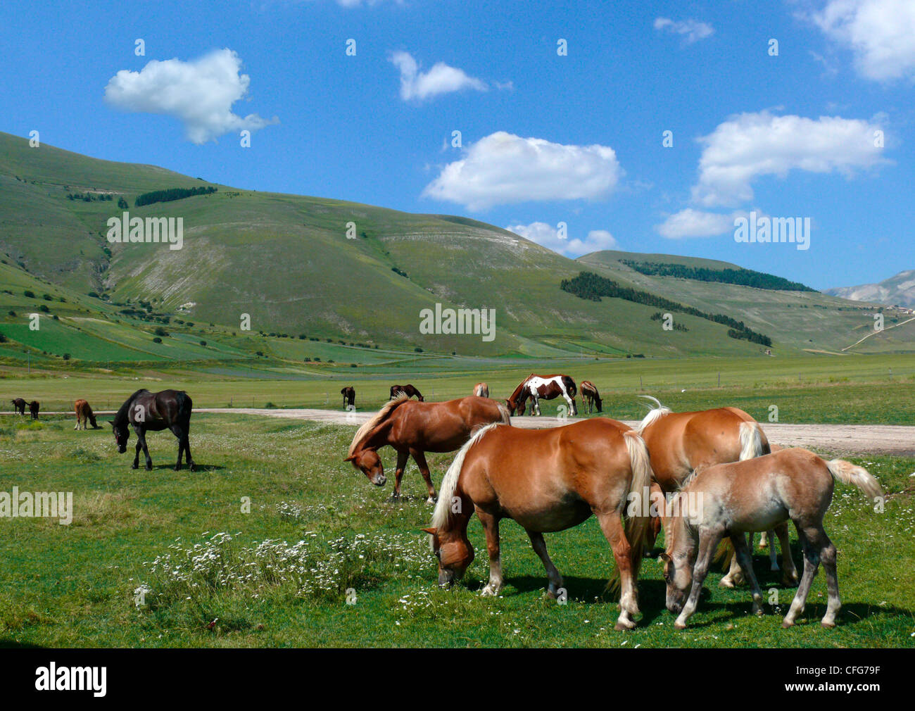 Cavalli selvaggi in erba prato Foto Stock