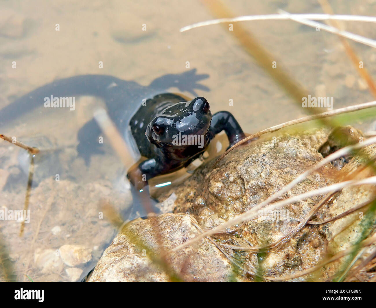 Salamander nell'acqua ritratto Foto Stock