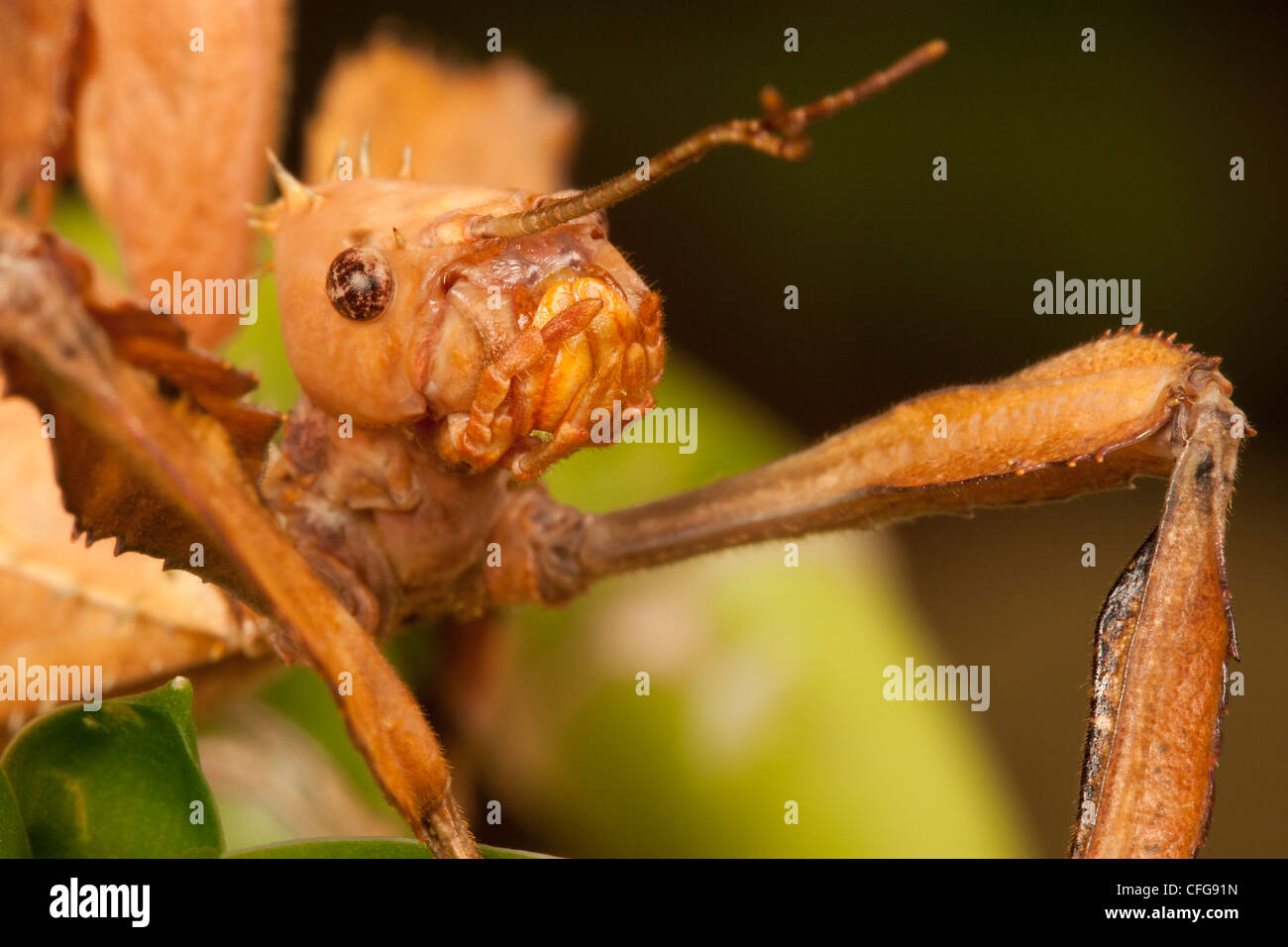 In prossimità della testa di un bastone coccolone insetto (Extatosoma tiaratum) Foto Stock