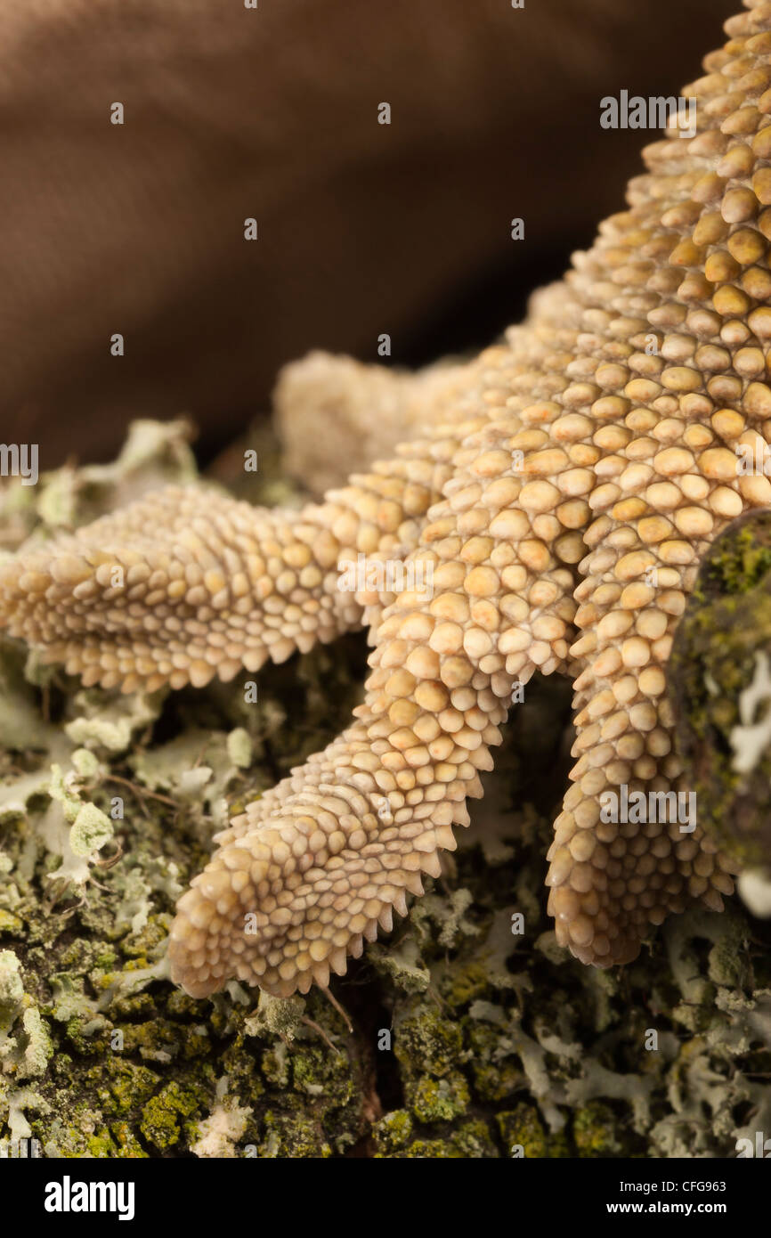 Close up di un piede da una nuova Caledonian Crested Gecko (Rhacodactylus ciliatus) su un lichen incrostati di filiale. Foto Stock