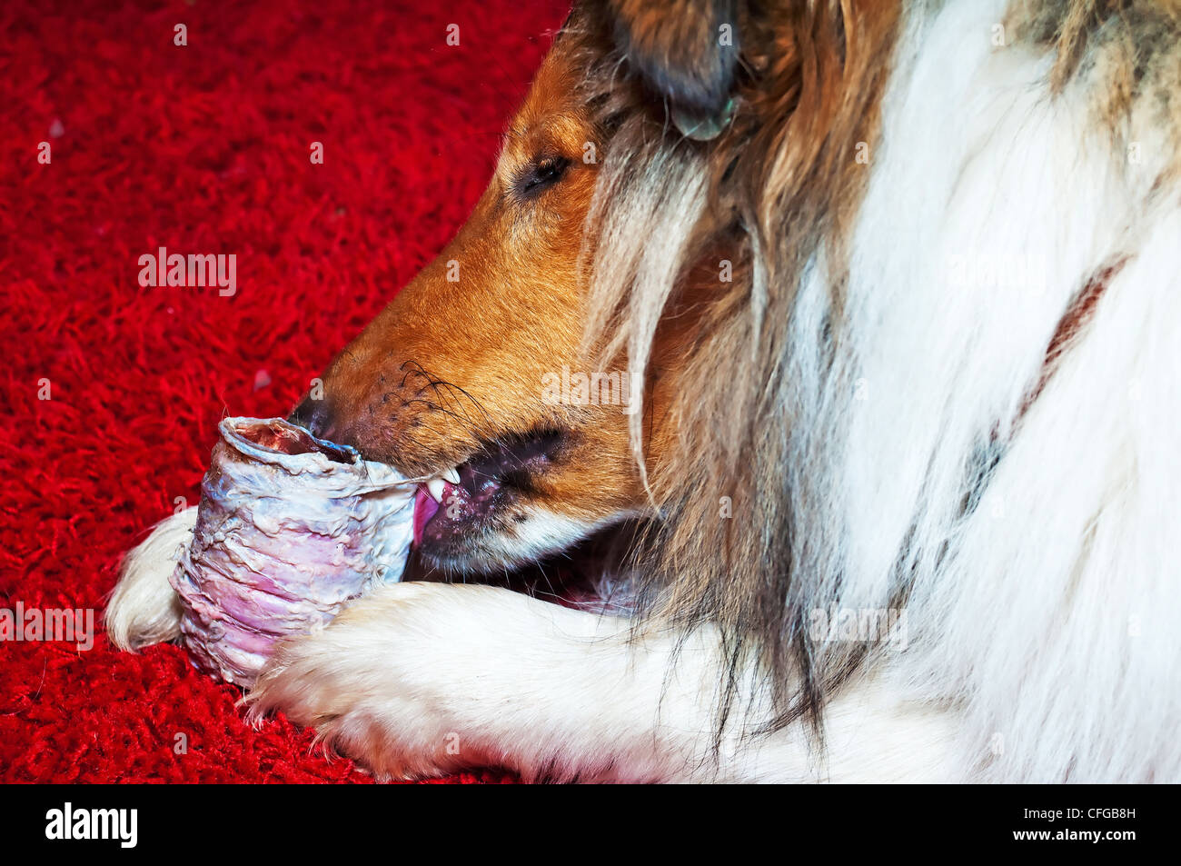 Collie morsi di cane faringe Foto Stock