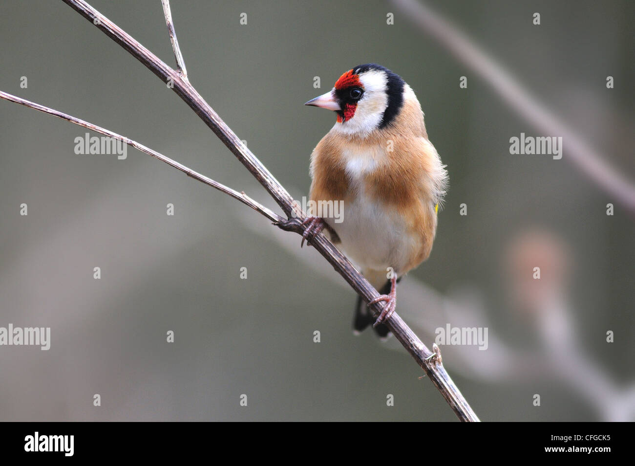 Un cardellino appollaiato su un ramoscello REGNO UNITO Foto Stock