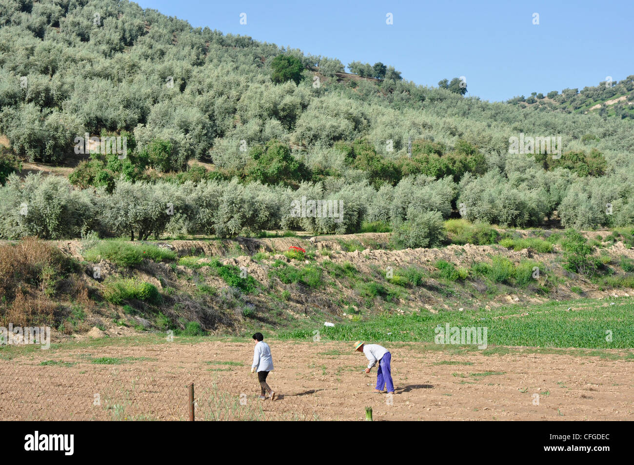 Spagna - Andalusia - campagna vicino a Granada - due lavoratori agricoli lavorando duramente al sole Foto Stock