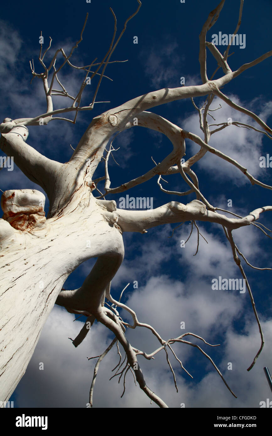 Dipinto di bianco tree contro un cielo blu Foto Stock