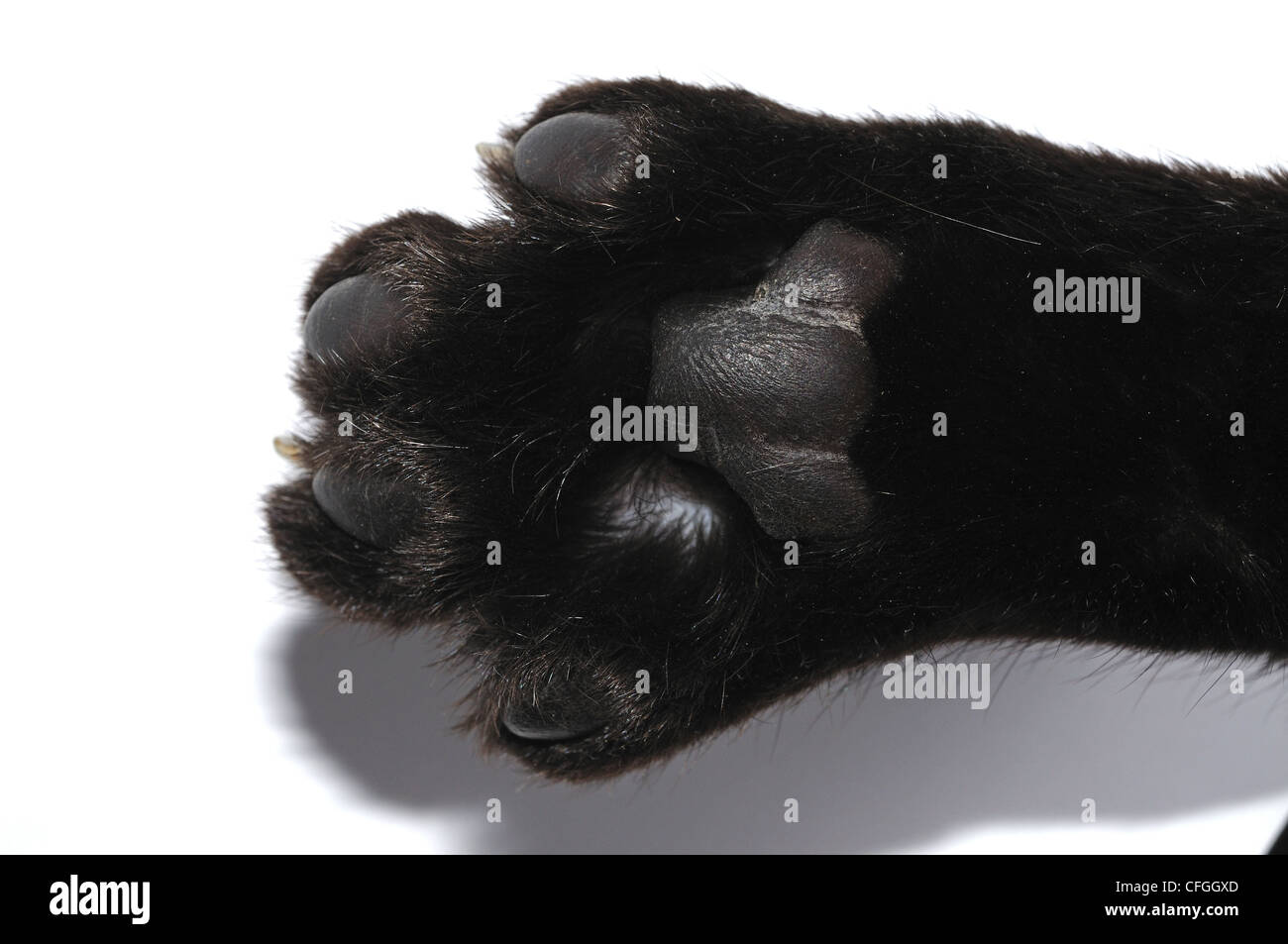La parte inferiore di un gatto nero la zampa contro uno sfondo bianco, Inghilterra, Regno Unito, Europa occidentale. Foto Stock