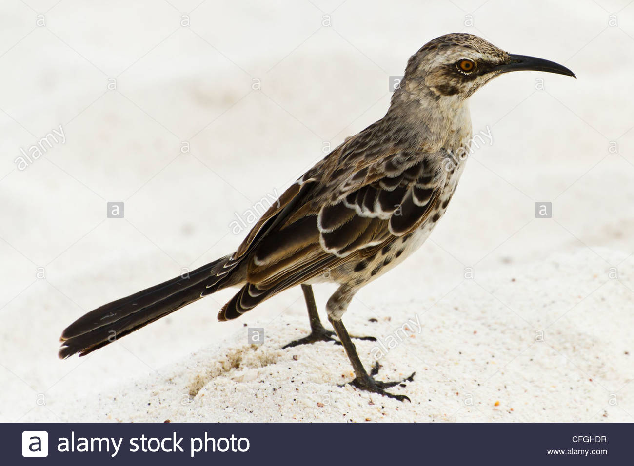 Ritratto di un Espanola mockingbird, Mimus macdonaldi. Foto Stock