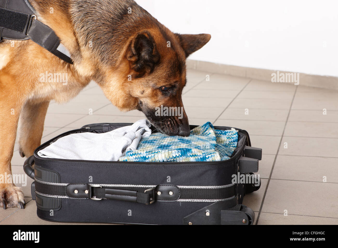 Aeroporto canine. Cane sniffs out farmaci o bomba in un bagaglio. Foto Stock