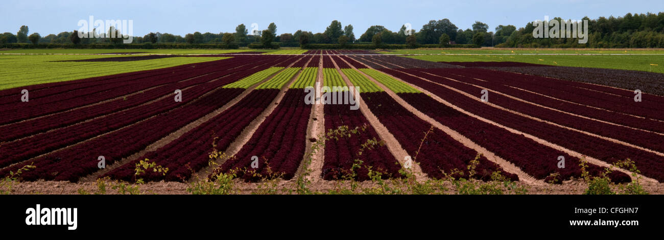 Lincolnshire campi di barbabietole Foto Stock