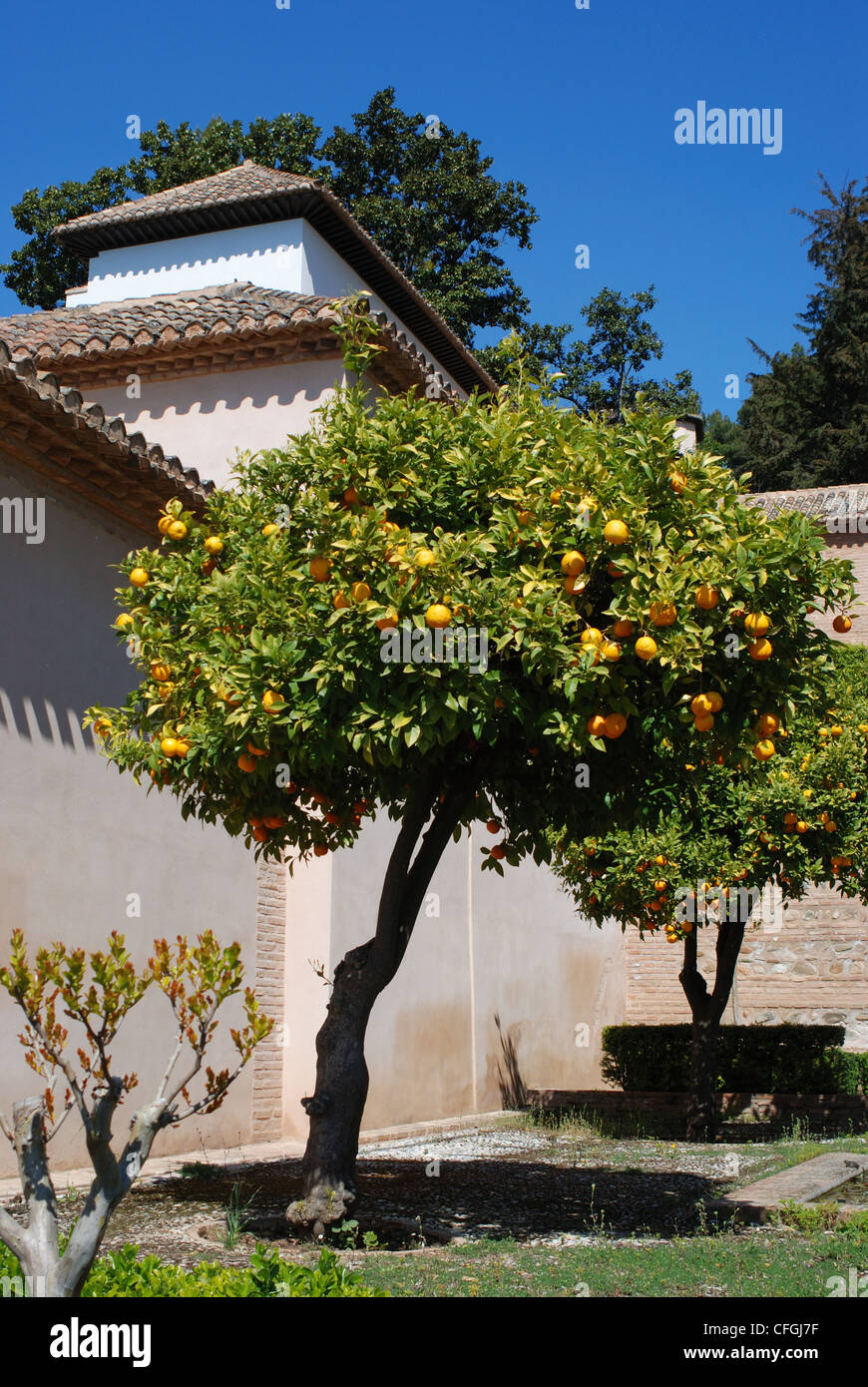 Alberi di arancio in nuovi giardini del Generalife (giardini di Castello) con edifici per la parte posteriore, palazzo della Alhambra di Granada. Foto Stock