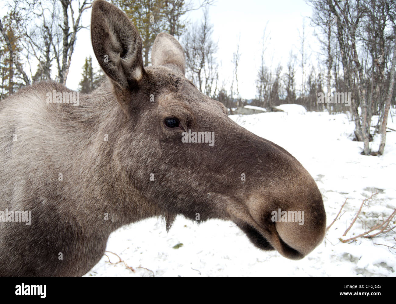 Alci (ELK), profilo Foto Stock