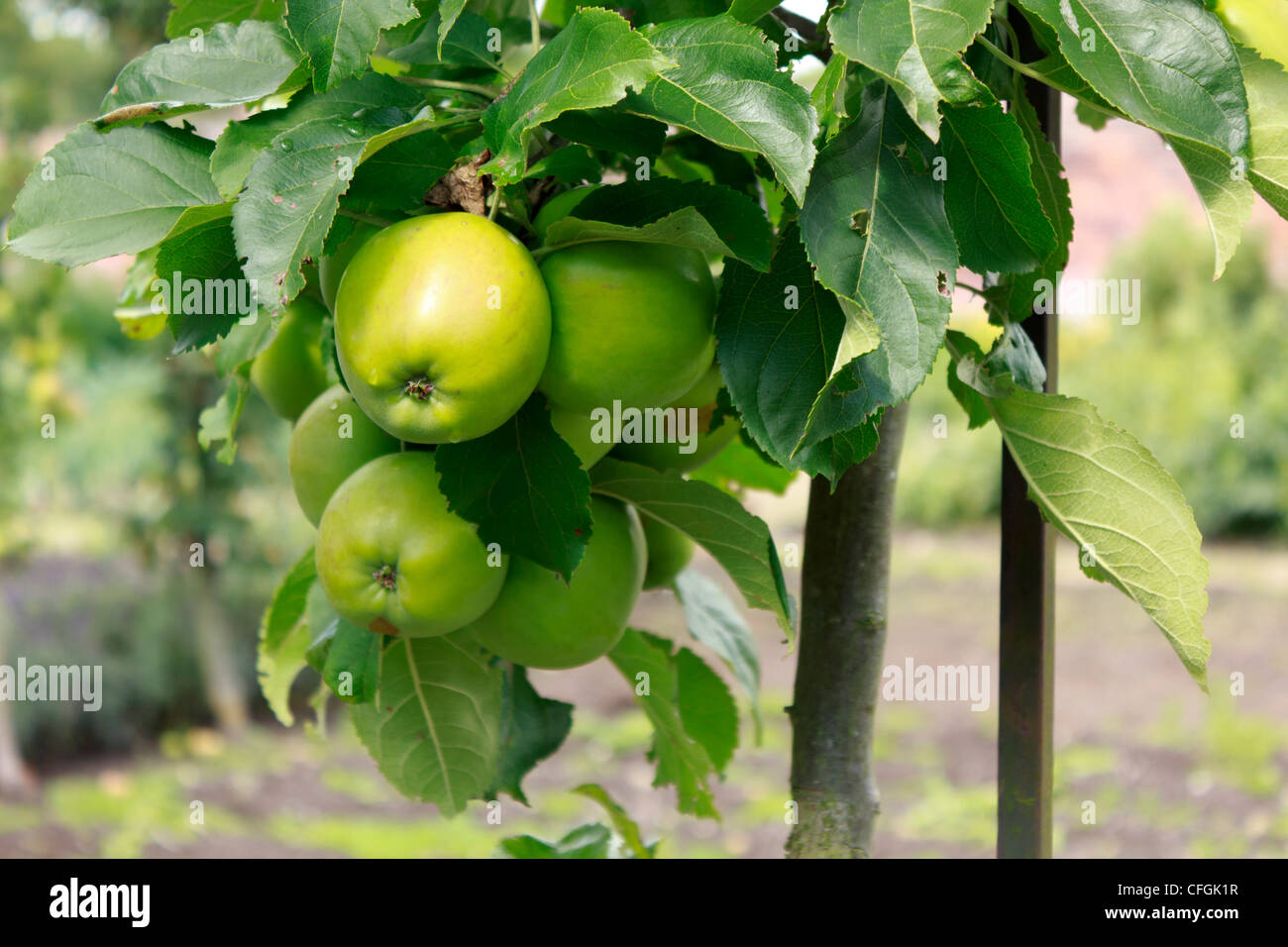 Un mazzetto di organico mele verdi appesi ad un ramo. Foto Stock