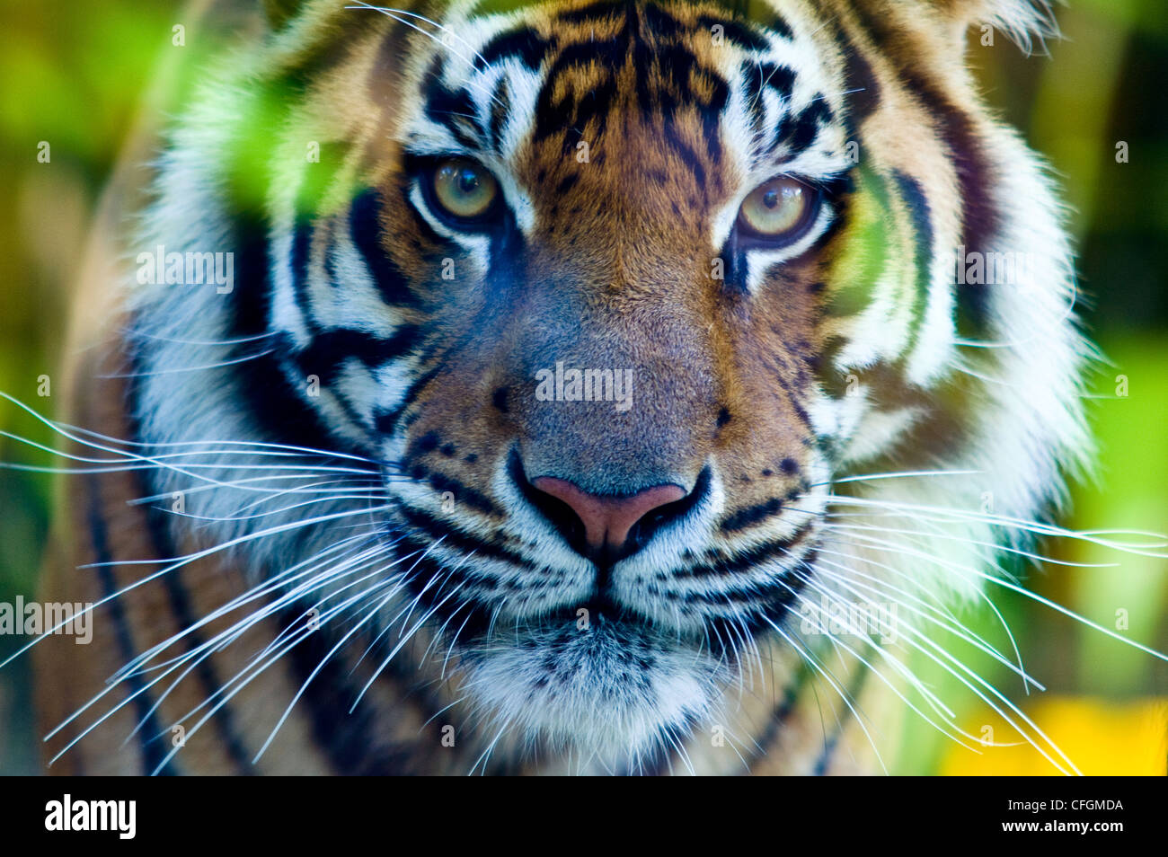 Una minacciosa predatori tigre di Sumatra del peering attraverso uno stand di bambù. Foto Stock