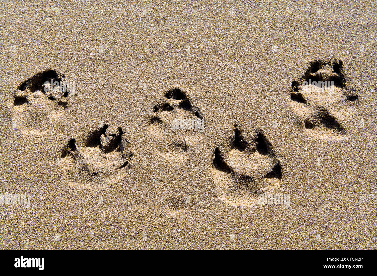 Un cani stampe della zampa di sabbia su una spiaggia. Foto Stock