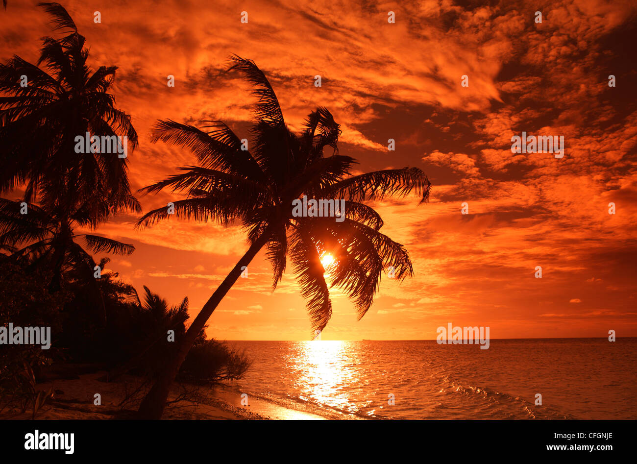 Palm sulla spiaggia al tramonto, Filitheyo Island, Maldive Foto Stock