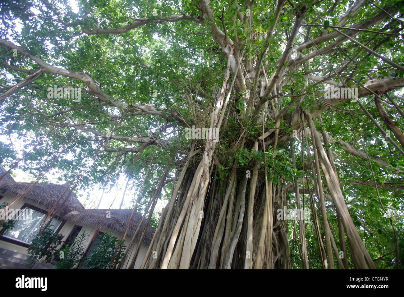 Grandi banyan tree a Biyadhoo island, Maldive Foto Stock