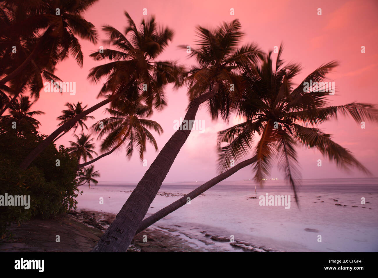 Palme al tramonto, Biyadhoo island, Maldive Foto Stock