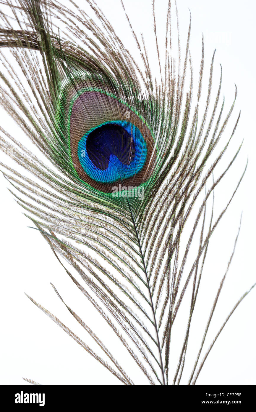 Peacock giù su sfondo bianco Foto Stock