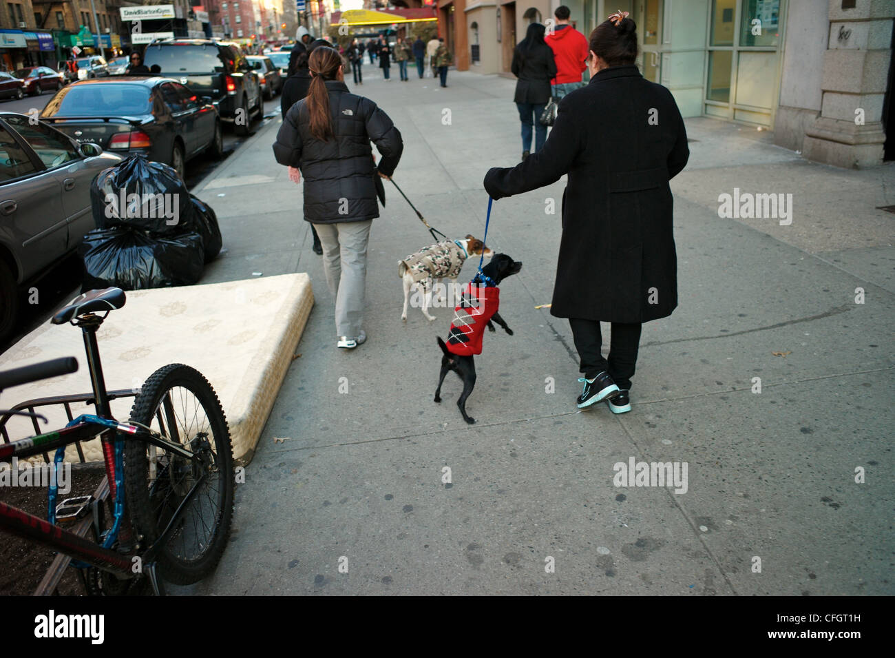 I proprietari di cani a piedi i loro cani nel quartiere di Chelsea. Foto Stock