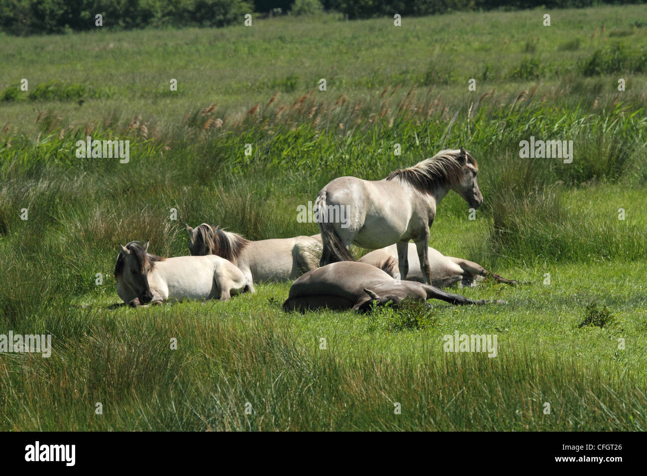 Konik Pony - aka polacco cavallo primitivo. Foto Stock