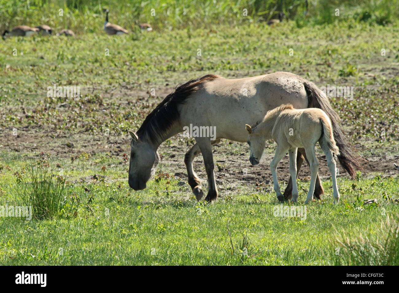 Konik Pony con puledro - aka polacco cavallo primitivo. Foto Stock