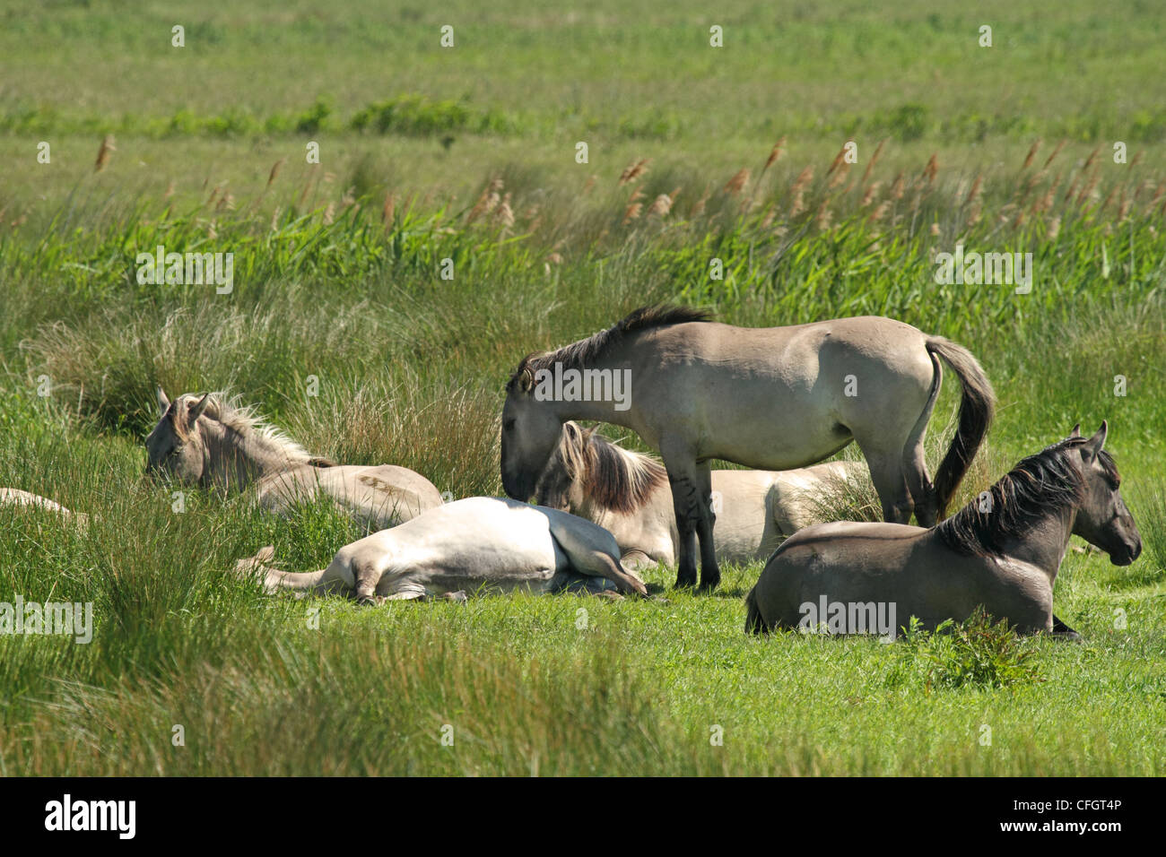 Konik Pony - aka polacco cavallo primitivo. Foto Stock