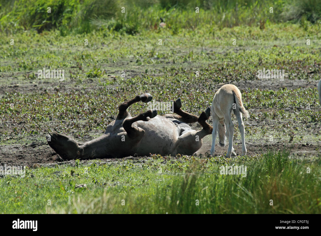 Konik Pony con puledro - aka polacco cavallo primitivo. Foto Stock